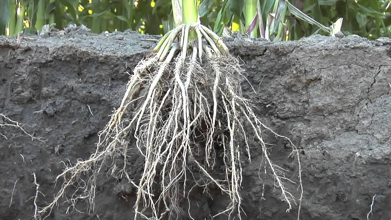 Manure Application #646 (Air Date 8/22/10)
