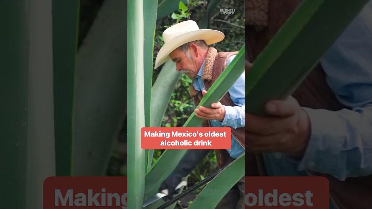 Pablo has to cut the agave plant at just the right age to make #pulque. #mexico #mezcal