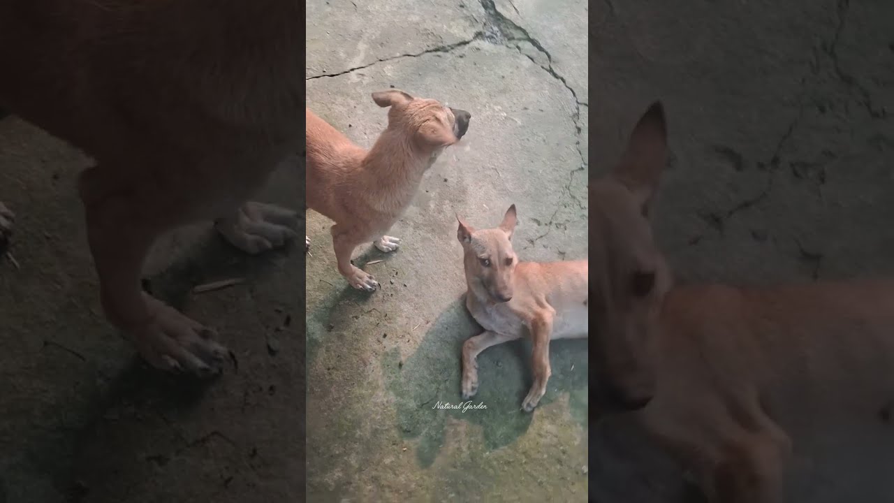 Enjoy Puffy And Sky's Video 🐶 🐕 