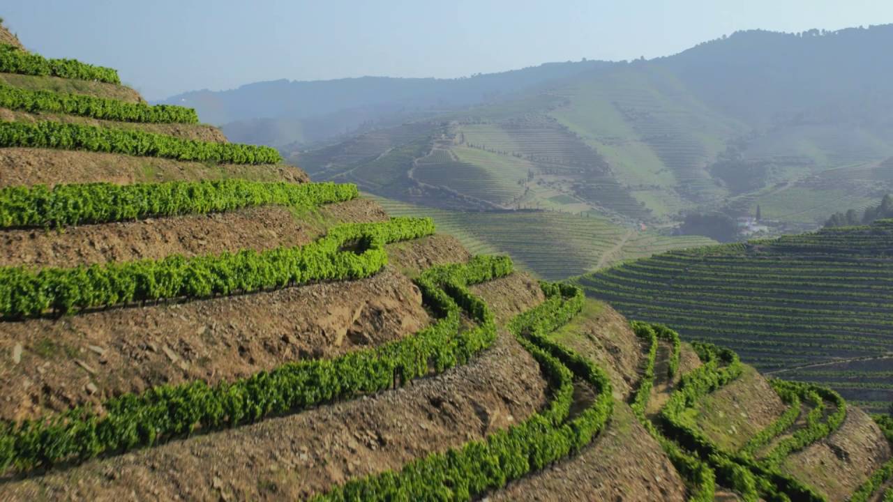 LA VIGNE, ENTRE CIEL ET TERRES (Extrait)