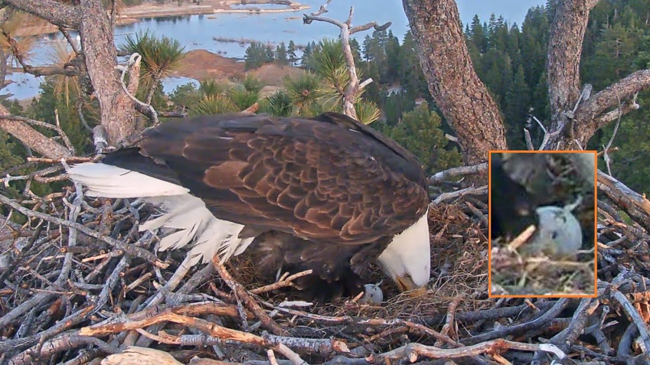 FOBBV Cam~I'm not sure whether the egg is intact🤔 ~5:25 PM 2026/01/30