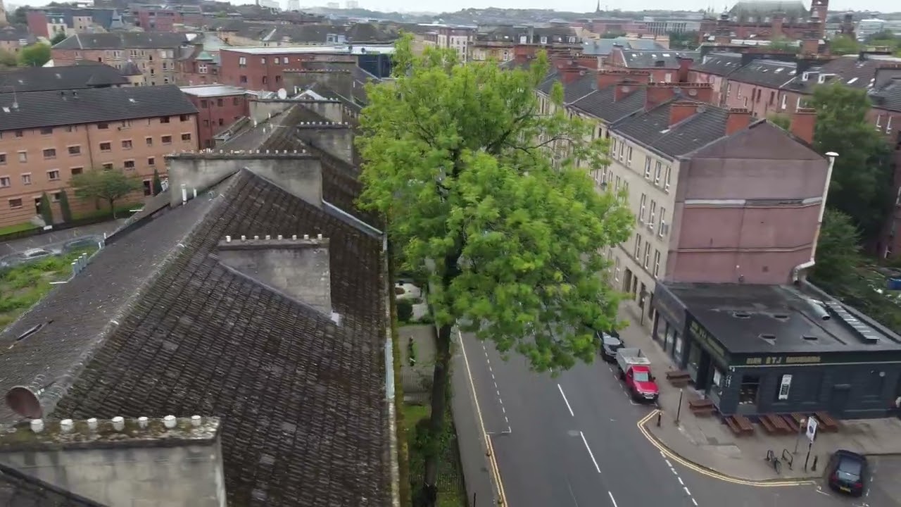 Argyle Street Ash (United Kingdom) &ndash; Tree of the Year 2026 Finalist
