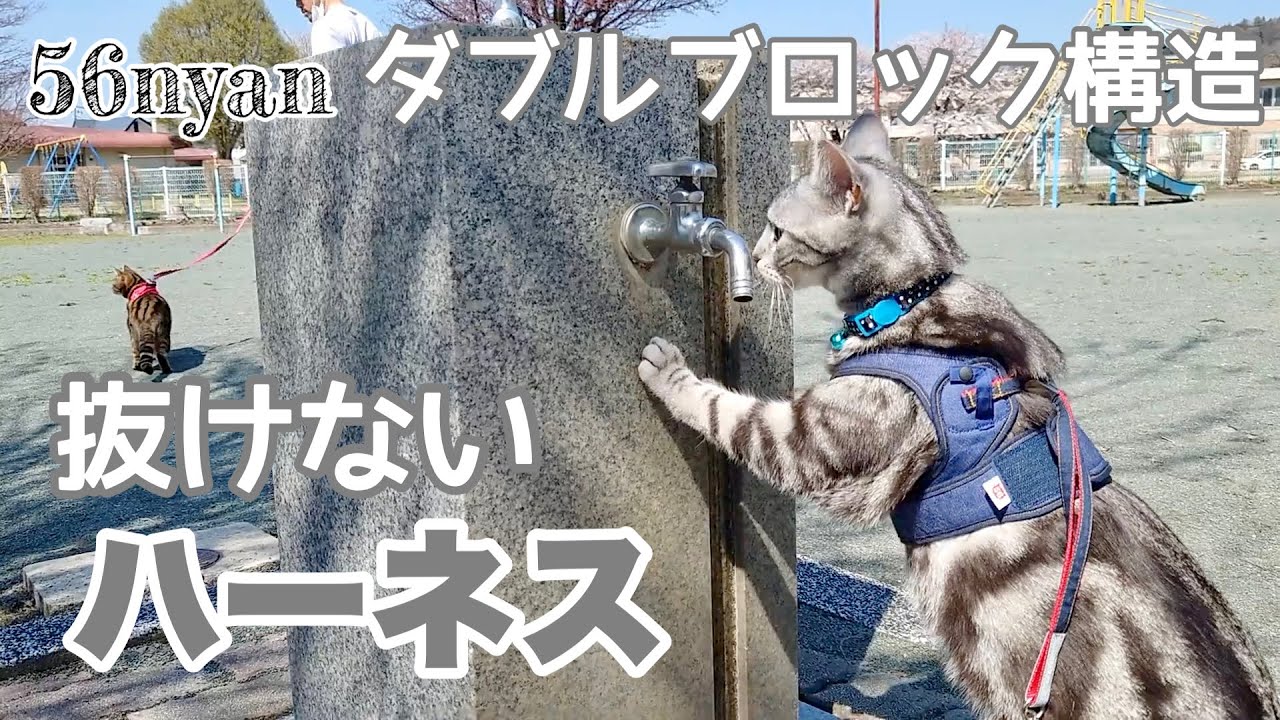 抜けない脱げないハーネスがあるらしい  Best Cat Harness【アメリカンショートヘア】ゴロにゃん 猫用ハーネス