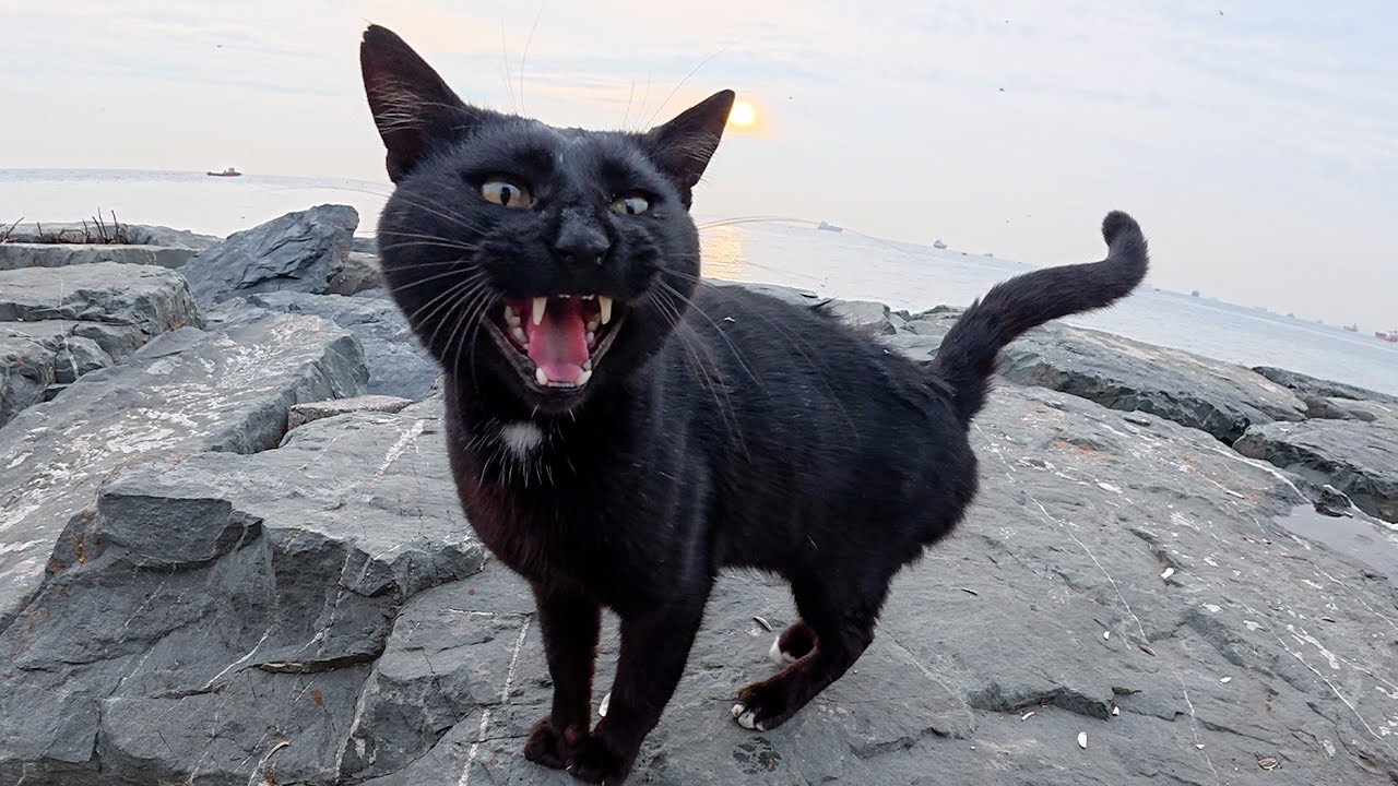 Я поздоровался, он много чего сказал.
