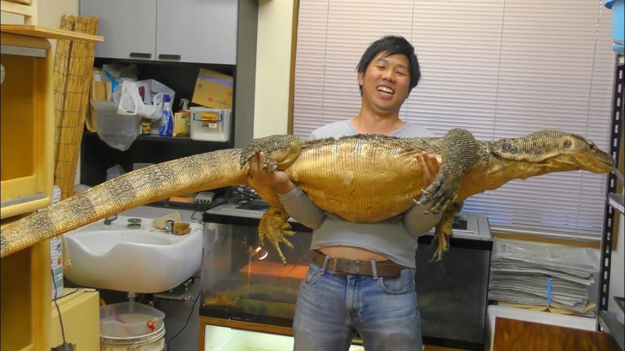 全長２７０ｃｍ！世界最大のミズオオトカゲが規格外過ぎた・・・！
