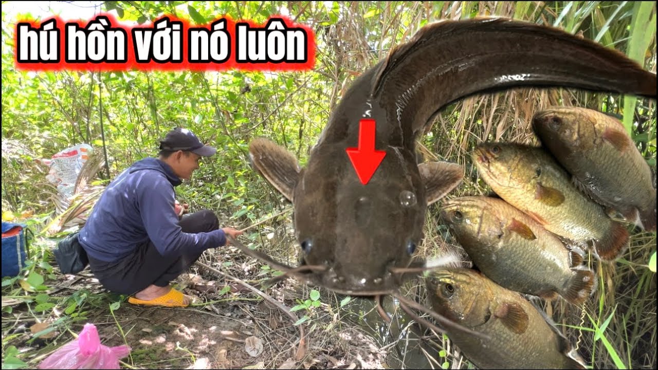 Câu Cá Rô Đồng Đụng Thuỷ Quái Vào Quần Ổ Khiếp Vía Với Nó / lãng Tử Miền Tây T 88