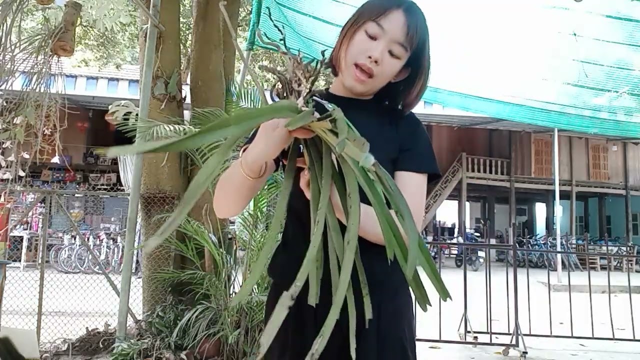 17/3 CÔ GIÁO VÙNG CAO BÁN LAN RỪNG GIÁ RẺ 0364773794 @phonglanrunghoabinh7367