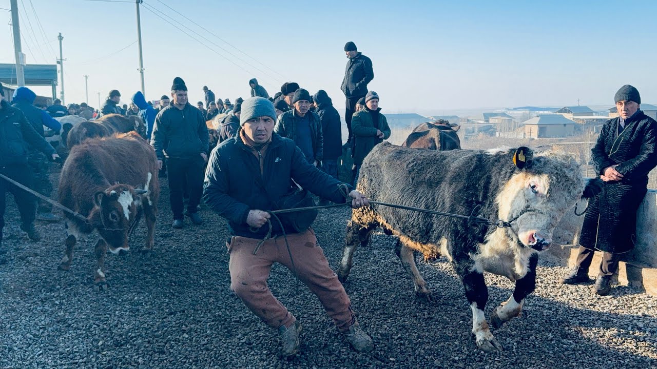 👁️NAMANGAN🌏SHOHIDON CHORVA MOL 🐄BOZORI TASHQARI NARH NAVOLAR 2026_01_13_yanvar.