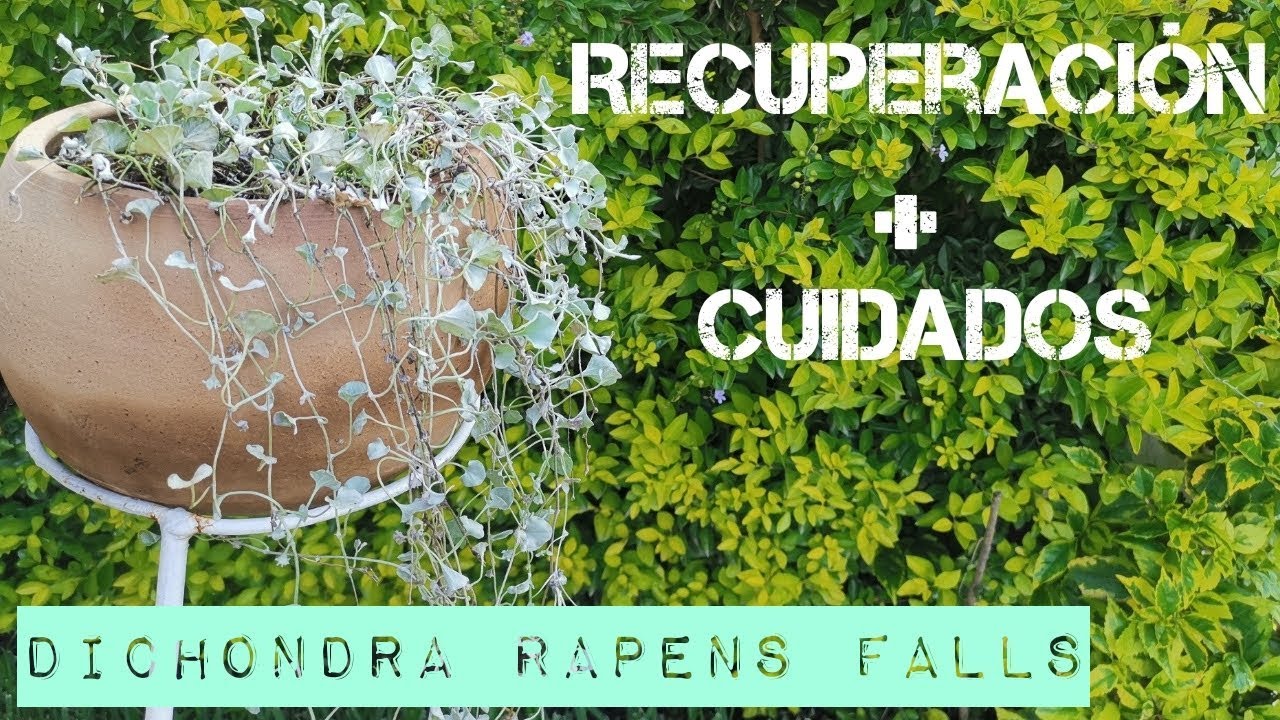 💚¡DICHONDRA RAPENS SILVER FALLS, RECUPERACIÓN + CUIDADOS!🌿