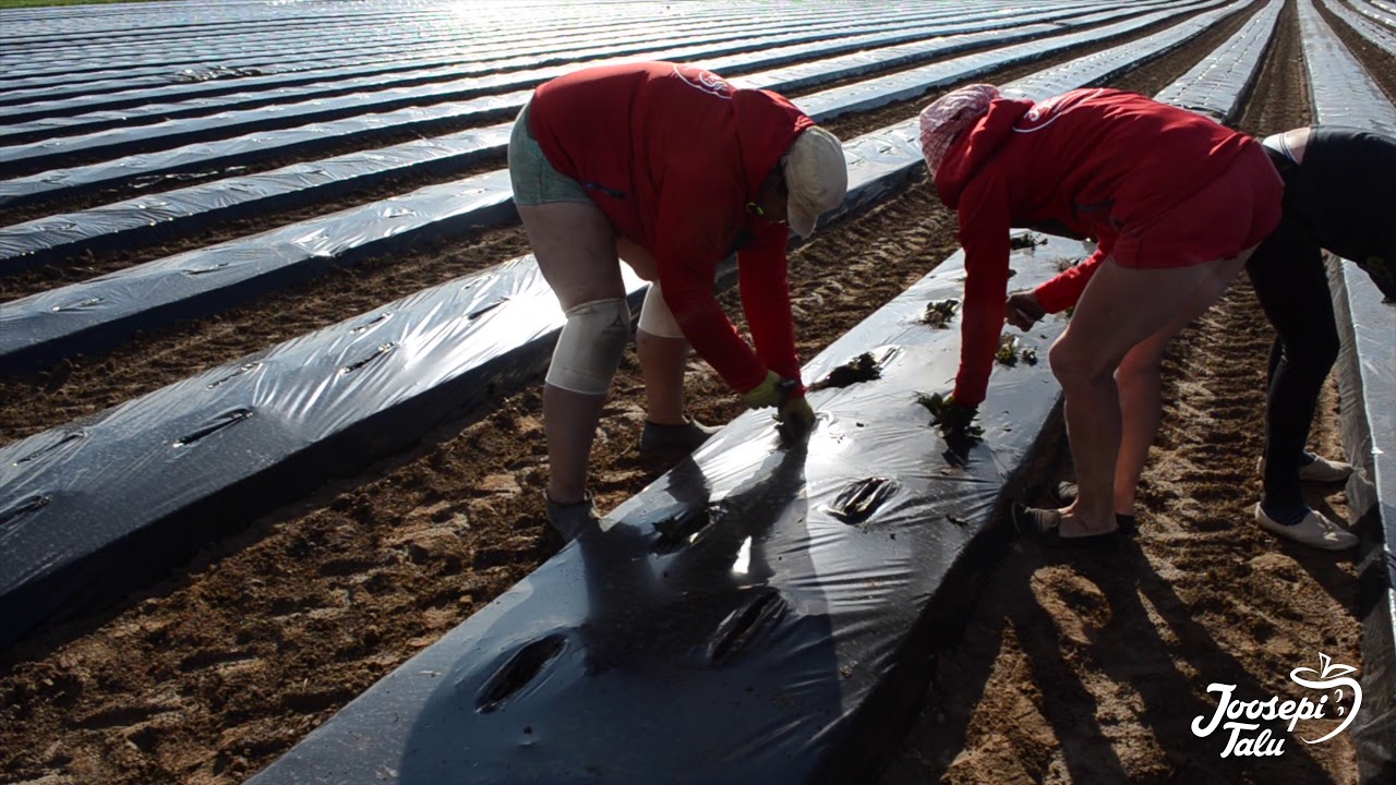 Maasikaistandiku rajamine Joosepi talus (2018) / Making of new strawberry plantation