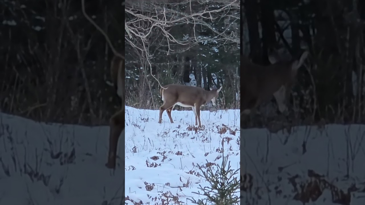 Healthy Whitetail Deer