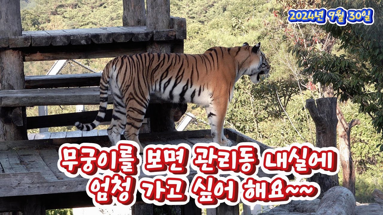 무궁이를 보면 관리동 내실에 엄청 가고 싶어 해요~~(2024. 9.30. 무궁)(봉화sun)(호랑이숲)