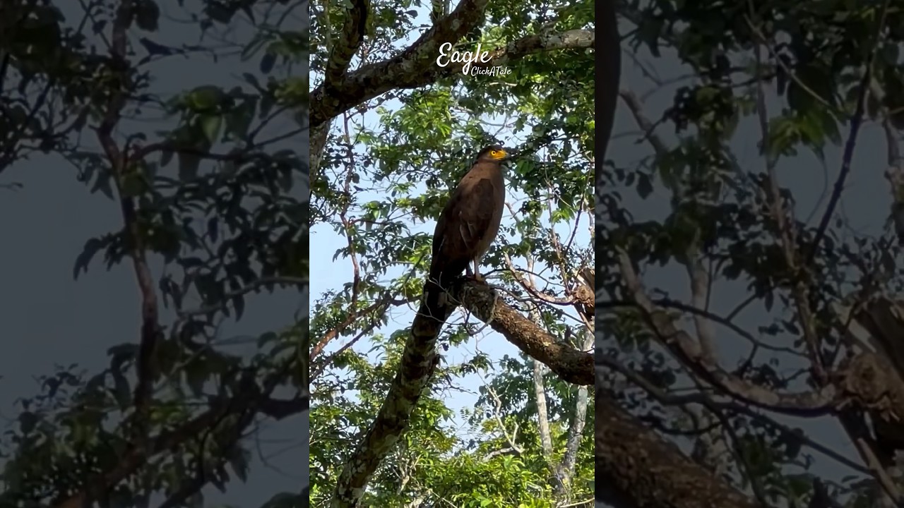Eagle 🦅 🦅 #clickatale #nagarholenationalpark