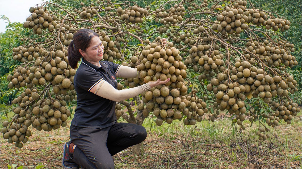 Harvesting Rare Ambarella to Sell | This Is the First Time I’ve Seen a Tree This Full