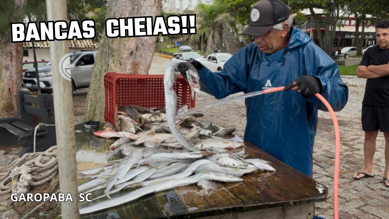 26/02/26 DIA DE BANCAS CHEIAS NA PRAIA CENTRAL, GAROPABA SC.