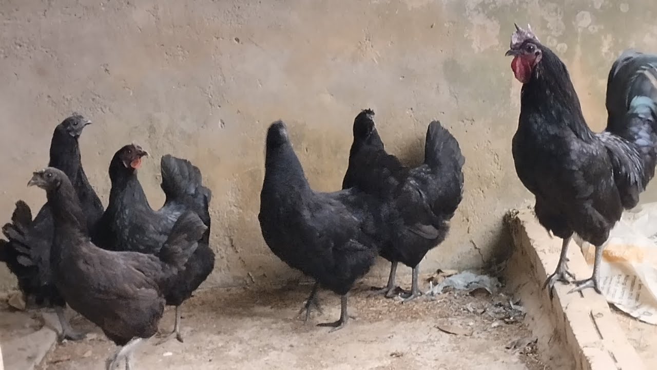 Bảo tồn giống gà quý 