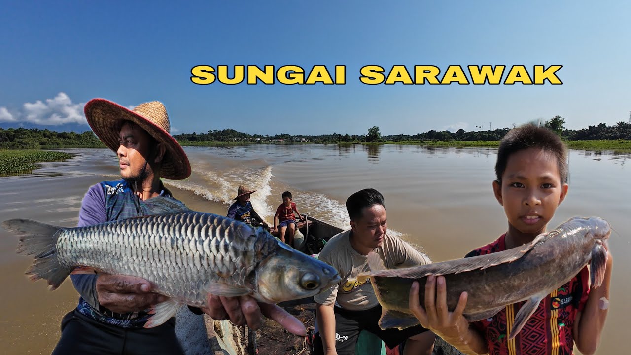 MEMUKAT DI SUNGAI SARAWAK TERSEREMPAK DENGAN BUAYA BESAR // MENCABAR TAPI HASIL SANGAT LUMAYAN //