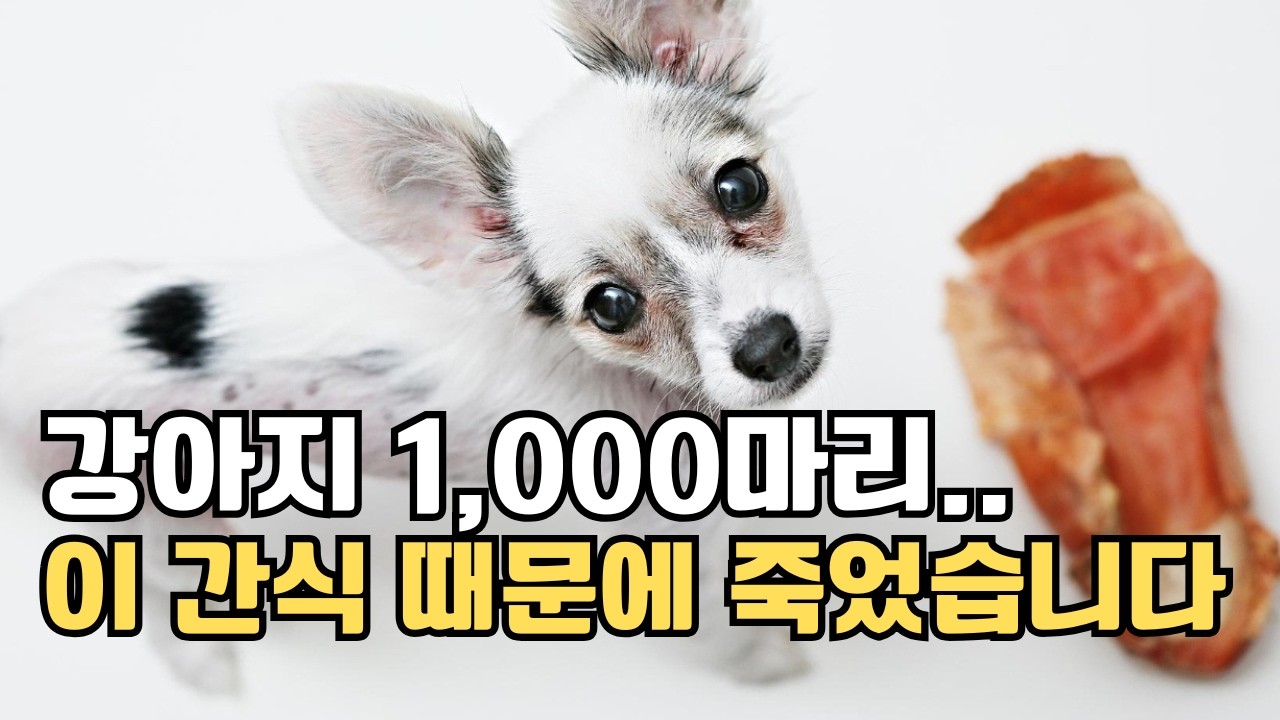 강아지에게 절대 주면 안 되는 간식 10가지!