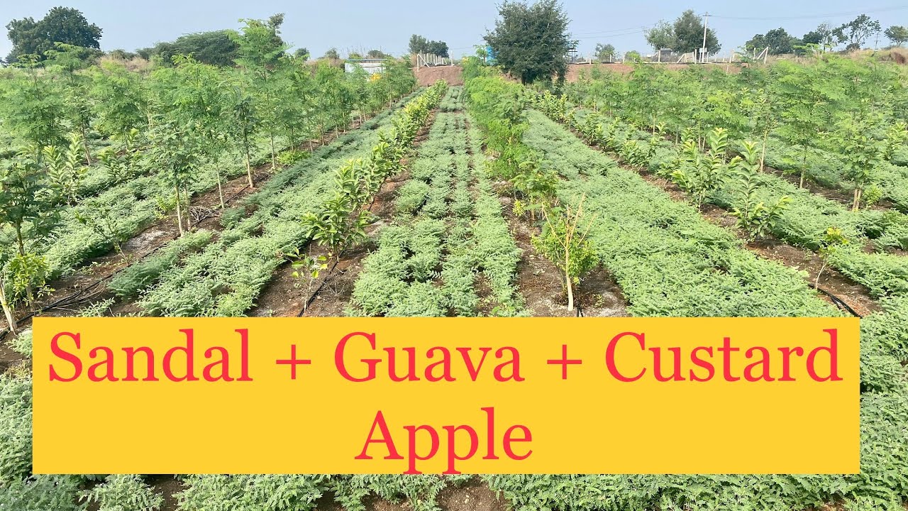 Sandalwood in Black Soil - Gulbegra | With -Guava | NMK Custard Apple | Must Watch