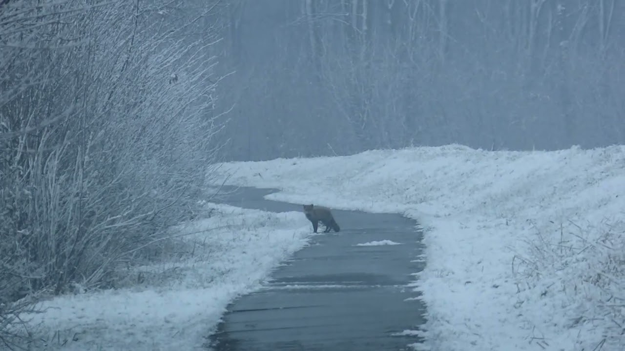 Fox hunting