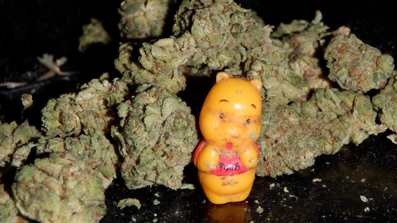 Strain Review Afghan Kush By FIGR