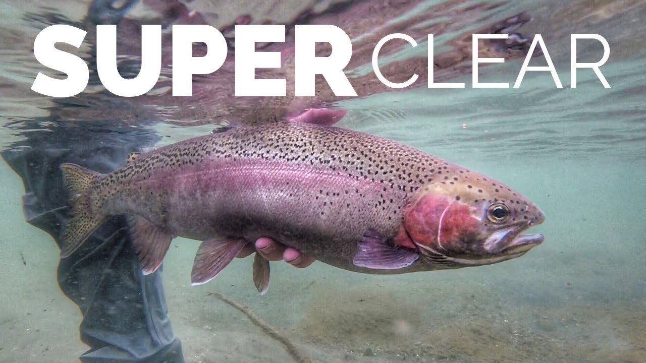 Big Trout Super Clear water. [NEW ZEALAND]
