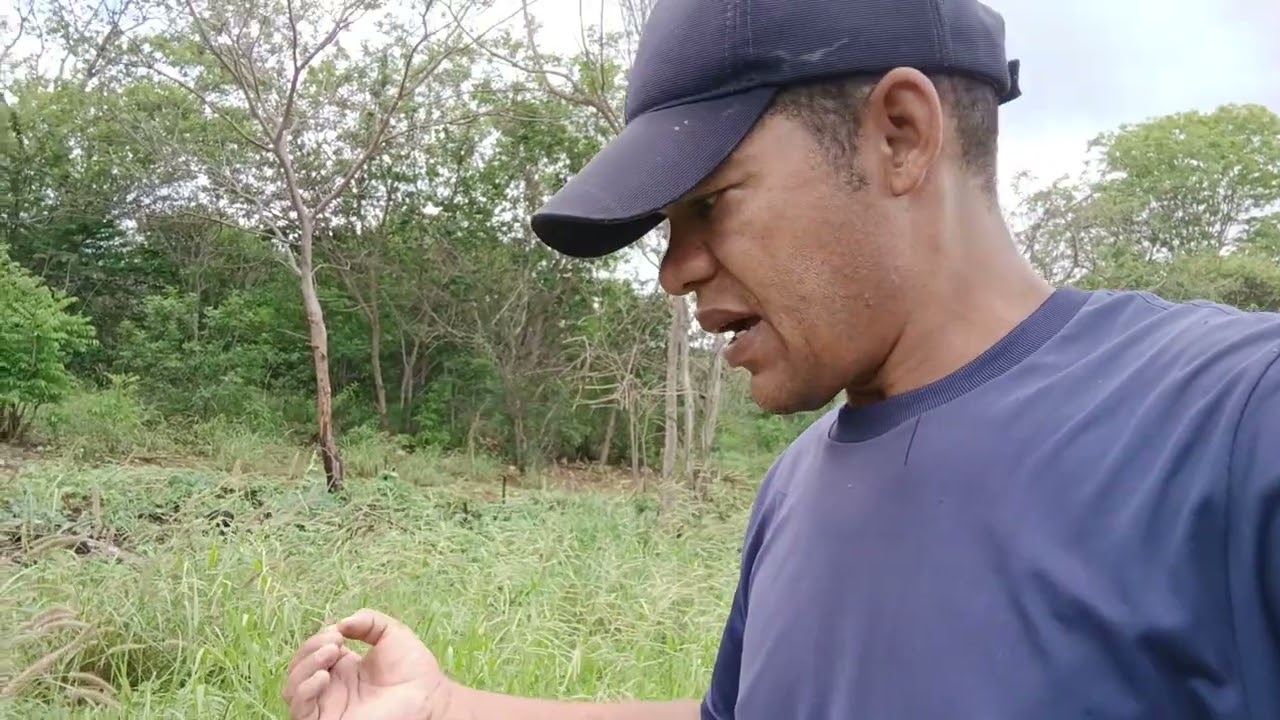 O CAPIM  CAMPEÃO  DA  SOBREVIVÊNCIA  NO  SEME  ÁRIDO 