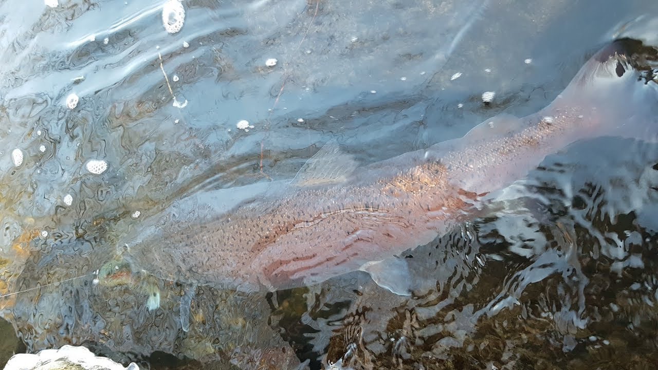 Hlavátky 2018 (Danube salmon 2018)