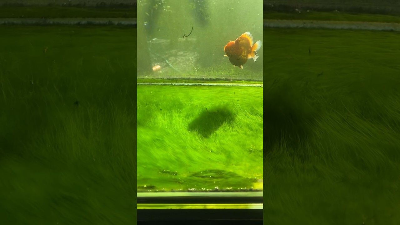 Green Carpet Algae #algae #greencarpet #goldfish