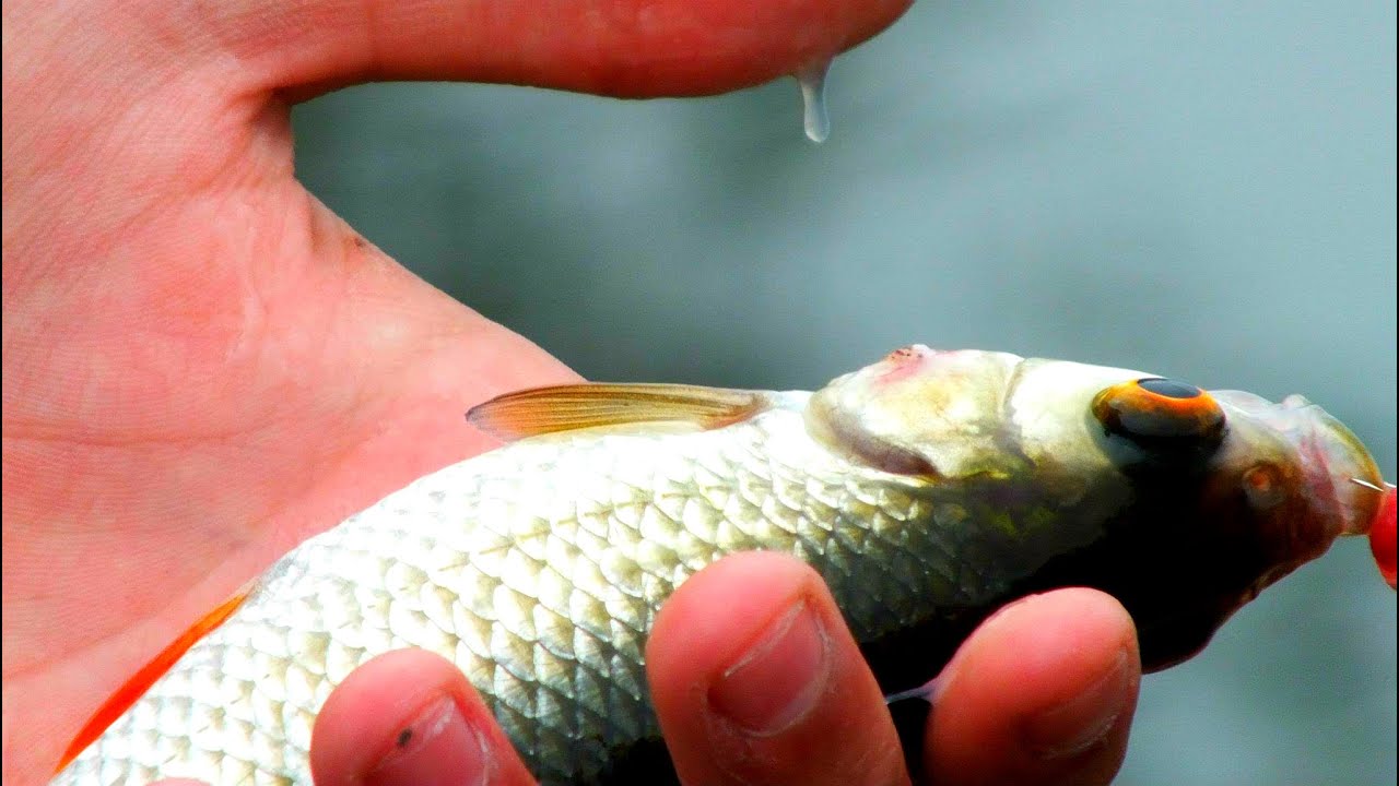 Fishing for Roach On The River Avon