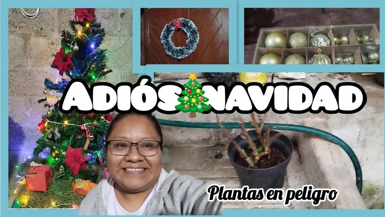 Adiós navidad 🎄 🧑‍🎄|Me estoy quedando sin plantas 🌱🐤🌱