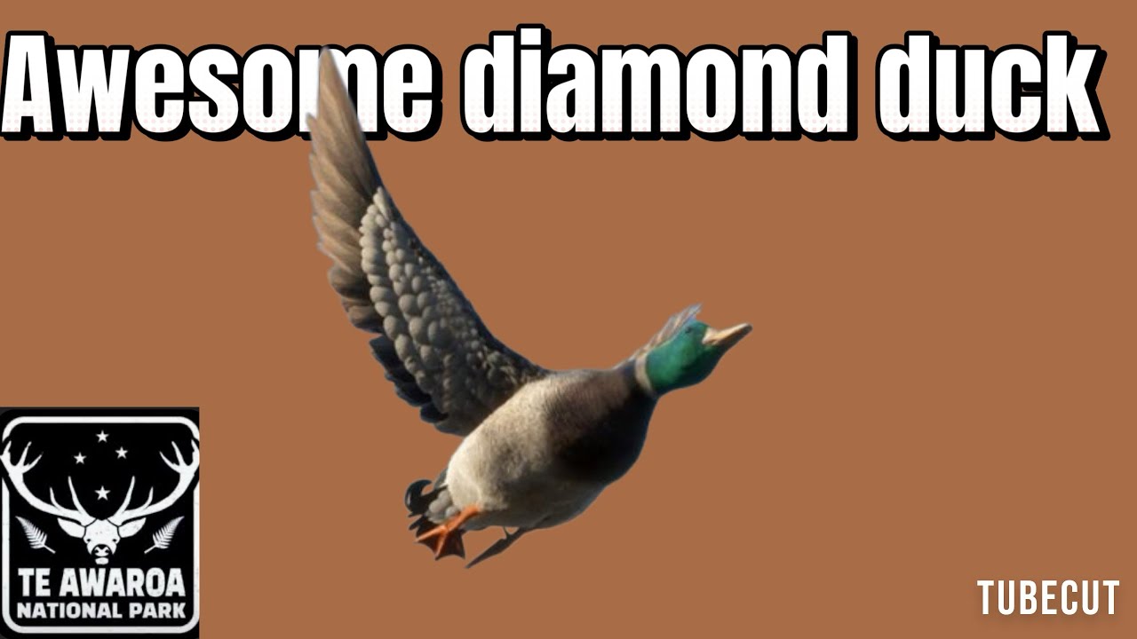 Diamond Mallard on Te Awaora|ColinK COTW video