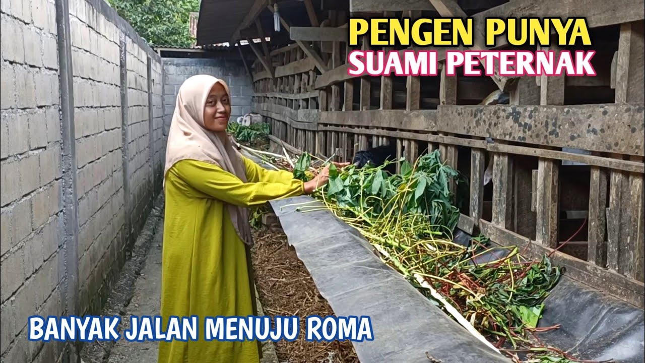 Keren‼️Ukhti Cantik Memilih Jadi Peternak Kambing Setelah Lulus SMA