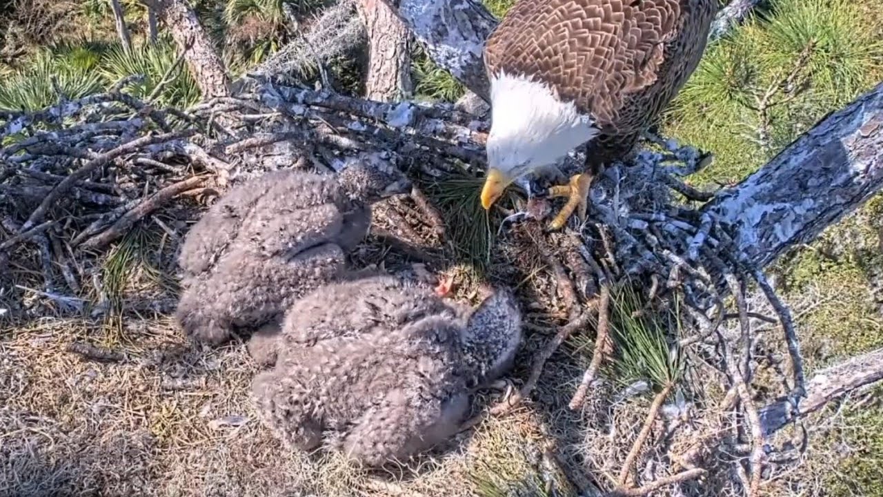 Eagles Mom Gabby brings fish 🐟 for lunch | NEFL Bald Eagle | Jan 29, 2026