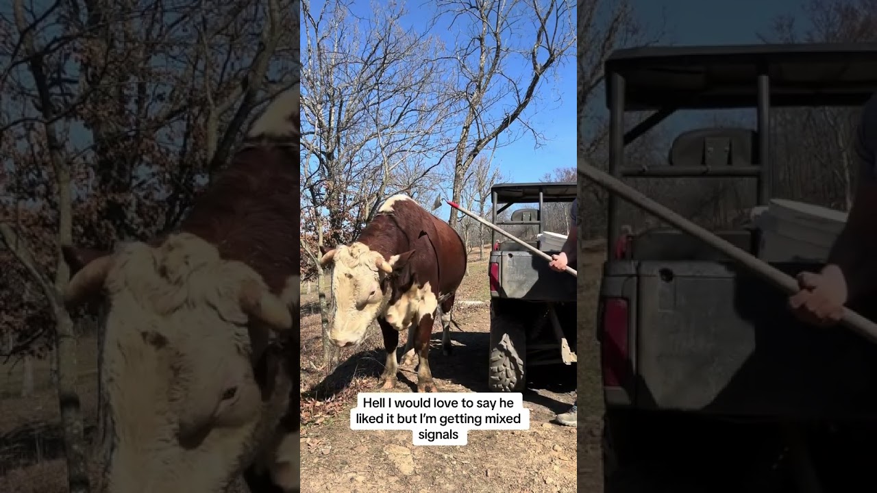 Rufus actually likes this #rufusthebull #cow #cattlefarm #bull