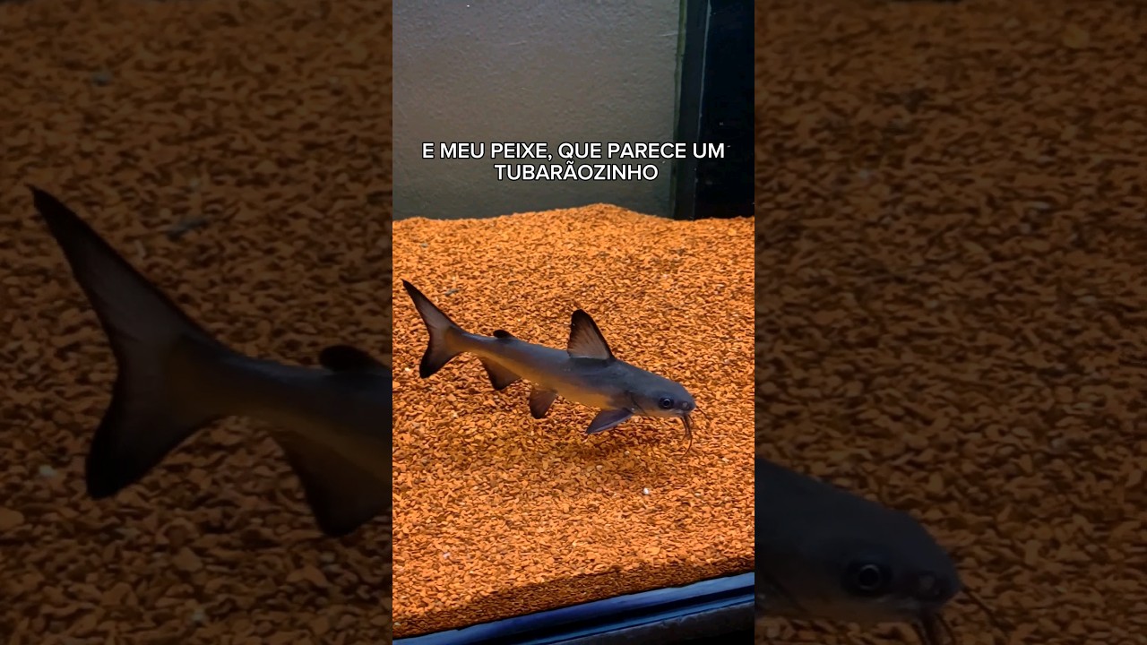 Meu tubar&atilde;o de &aacute;gua doce ! #aqu&aacute;rio #peixes #jumbo #viral #like #carnivorosjunbos