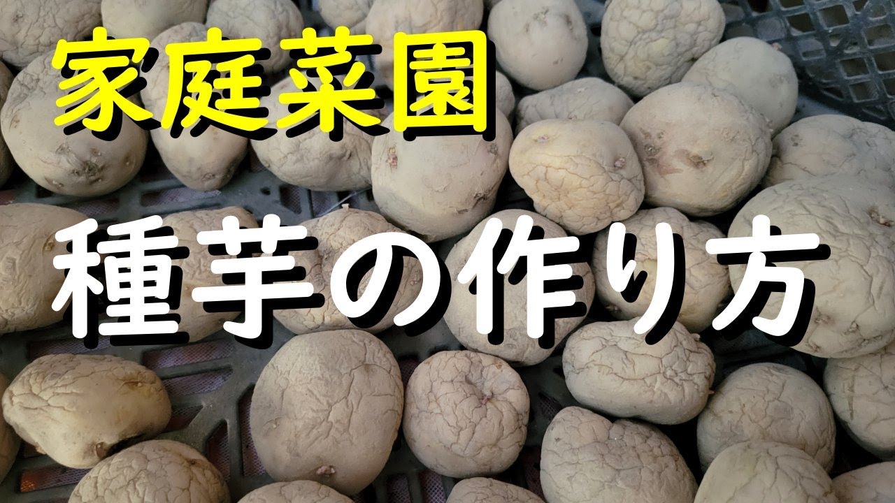 【春じゃが栽培初心者向け】じゃがいもの種芋の作り方はこれ！