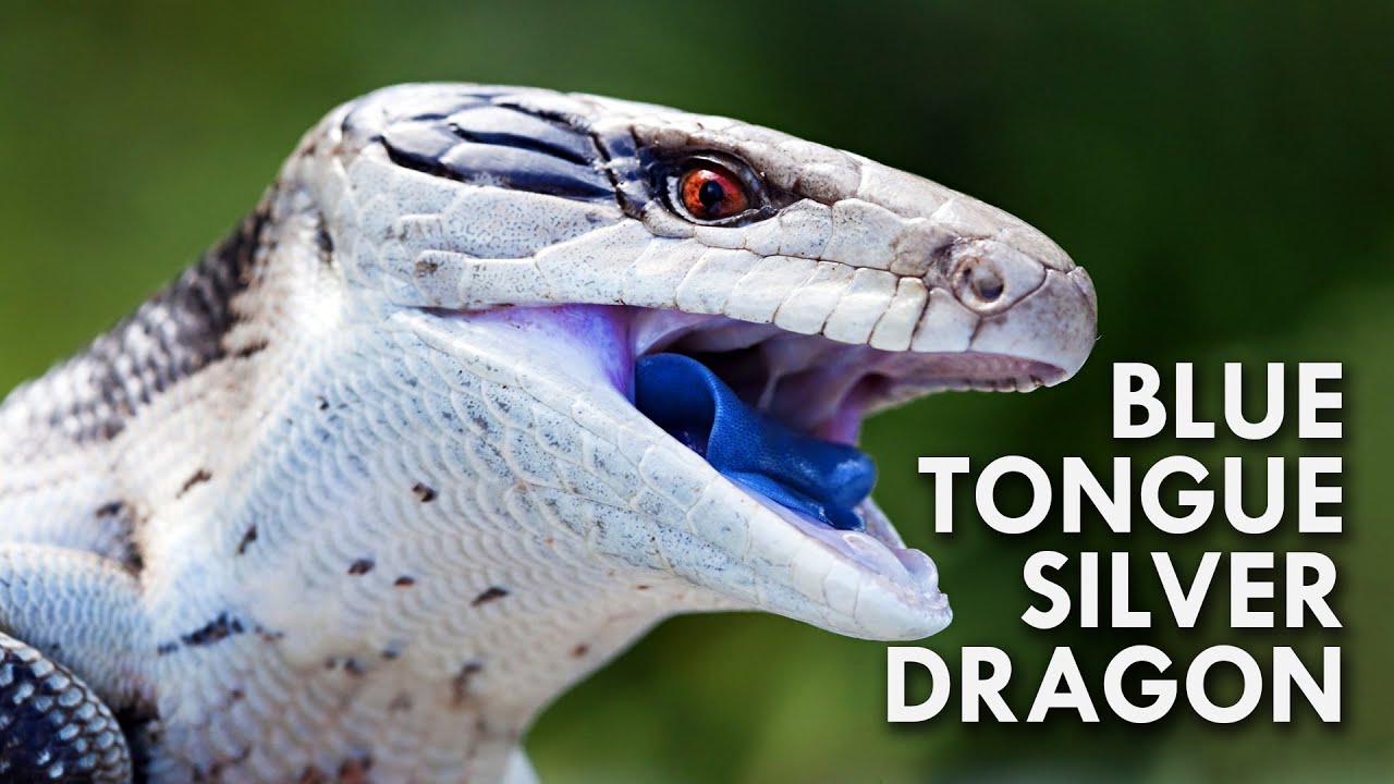 Blue Tongued Skink: The Dragon With A Blue Tongue