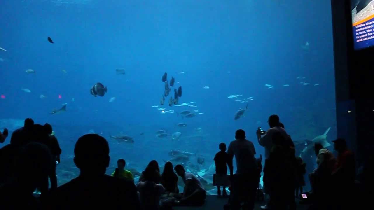 Georgia Aquarium Whale Sharks