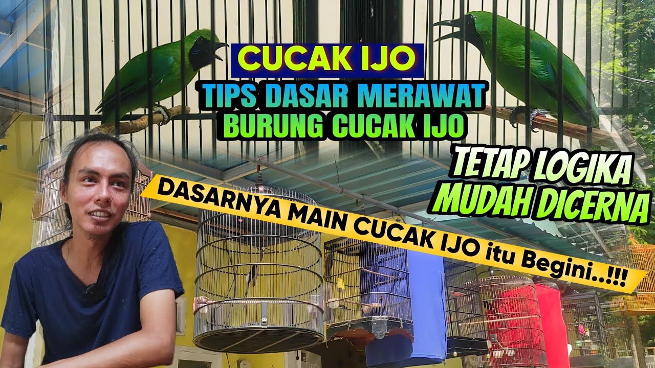 BEGINI CARA DASARKU MERAWAT CUCAK IJO JENIS APAPUN JADI CEPAT GACOR, PAKAI CARA INI..?