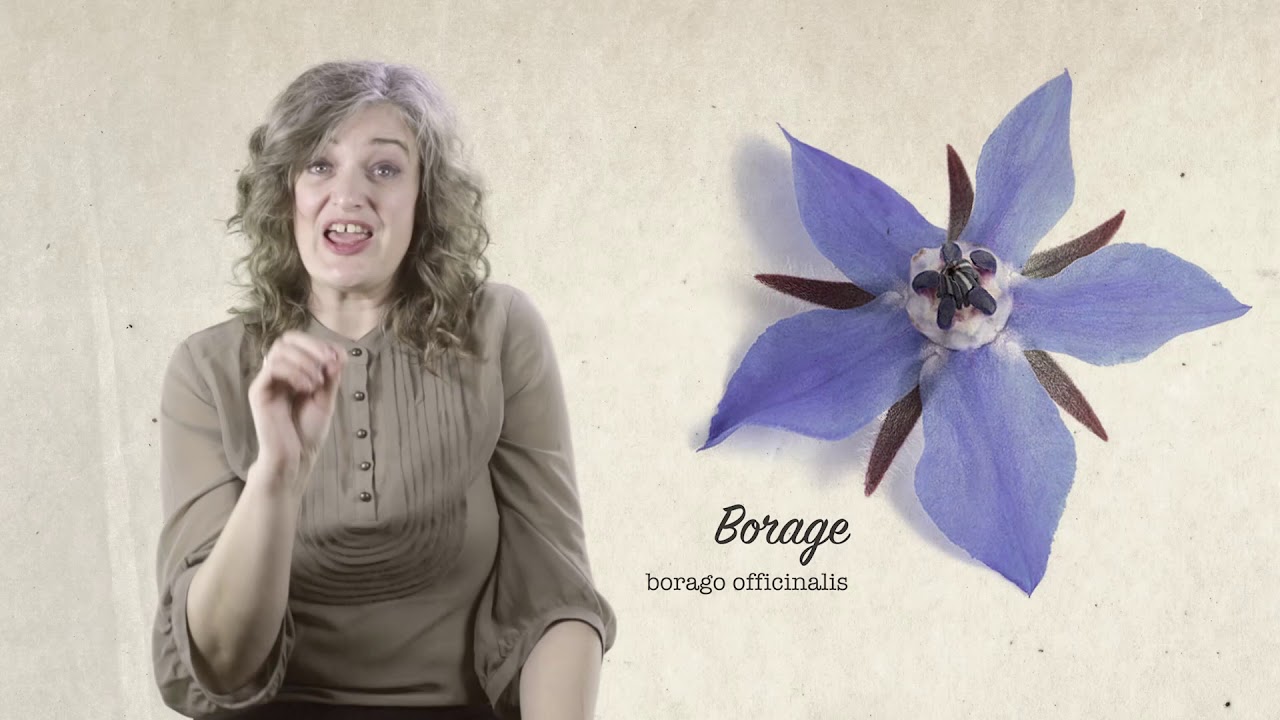 Borage &ndash; HERB GARDEN COURSE with Rachel Petheram &ndash; learningwithexperts com &ndash; Freebie 4 of 7