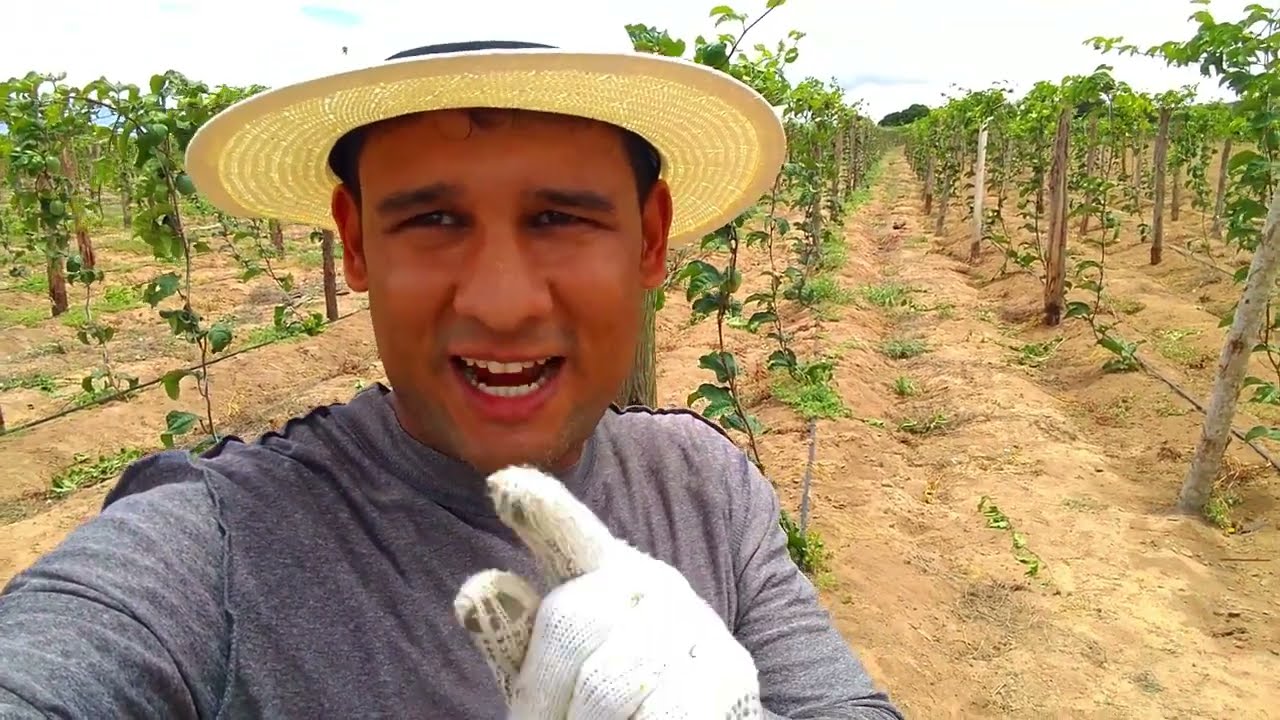 Maracujá como plantar e cuidar