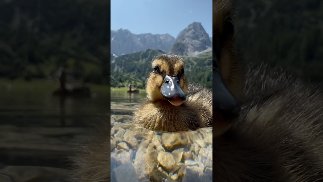 Summer days #summer #duck #animals #nature #mountains #lake #view #viralshort #sun #water