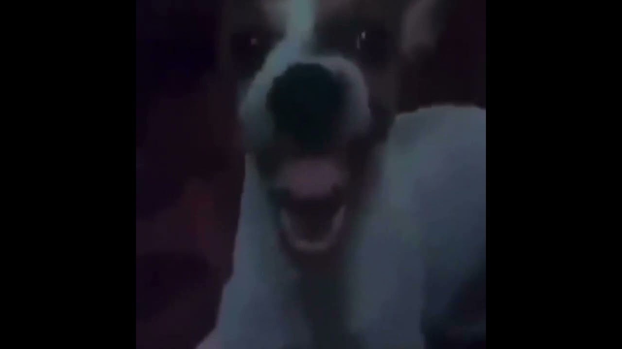 Joshe_pro - Dog Girl (Gragas AI cover)