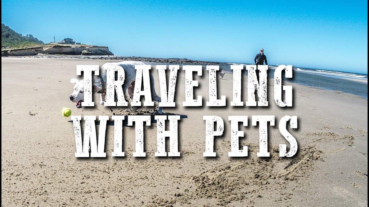 How To RV With Dogs