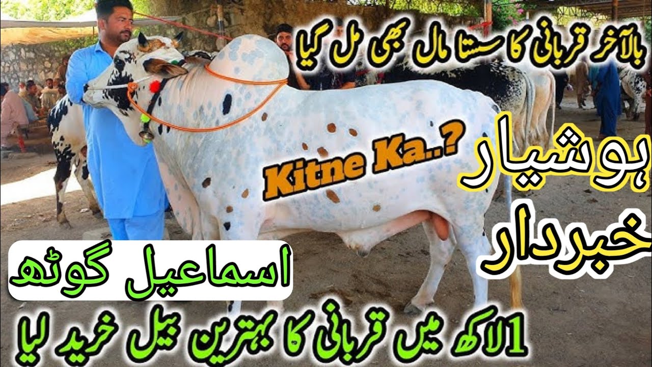 Ismail goth cow mandi 2025 Latest Cattle Rates Update 29 May 2025 | Cow Mandi 2025