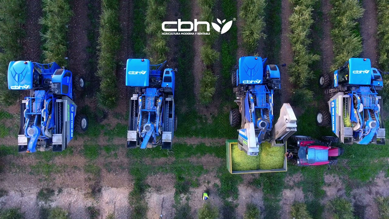 🚜 Recolección de Olivar Superintensivo con 10 New Holland | CBH