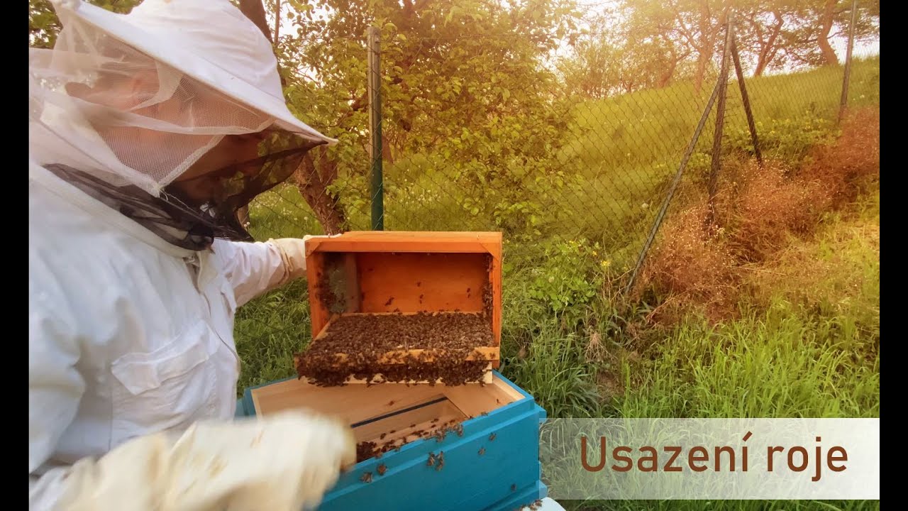 039 Usazení roje / settle swarm