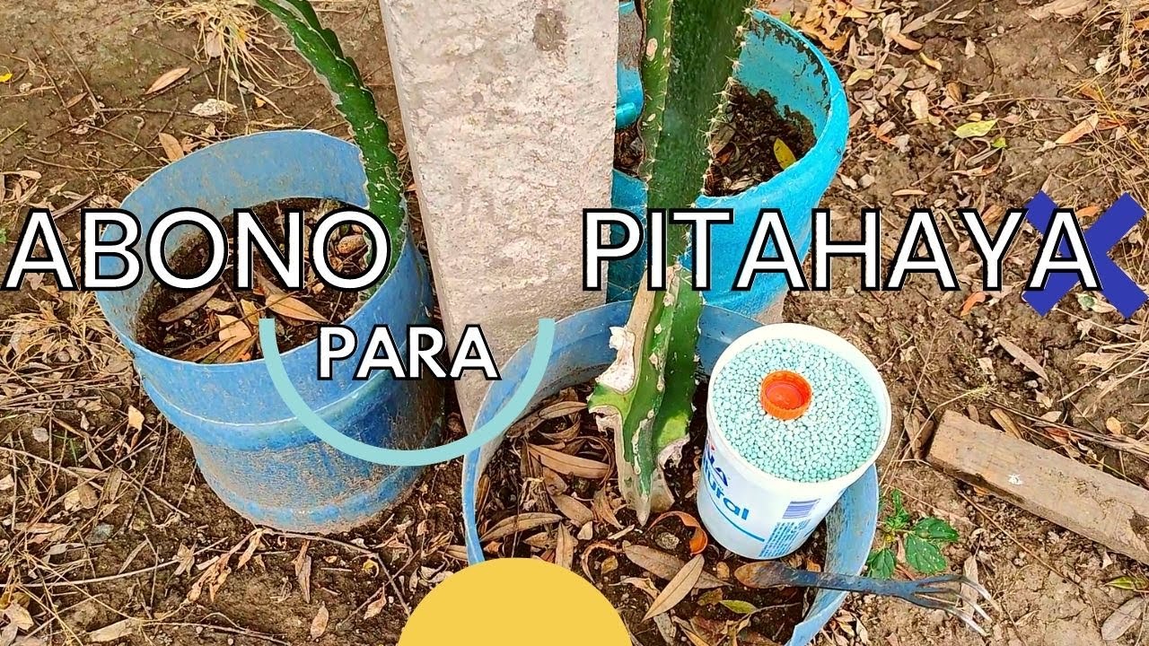 como abonar pitahayas 🔴🔴abono para pitahayas. fertilizacion de pitahaya