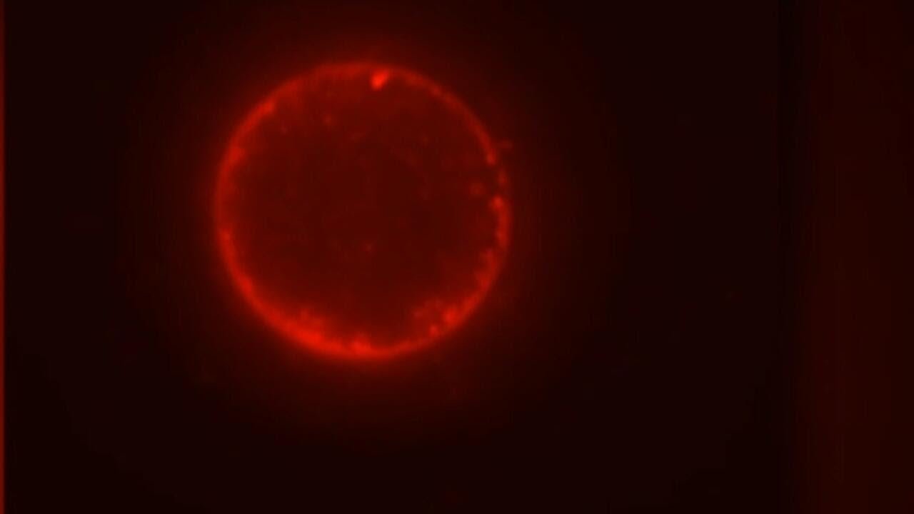 Scientists create first synthetic cell that can complete life cycle